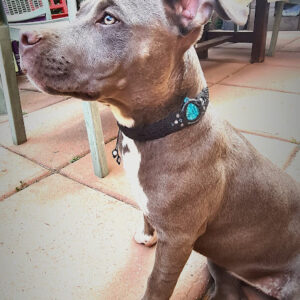 collier pour chien "Wavy Due"