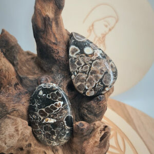 Agate Fossile (Turitelle)