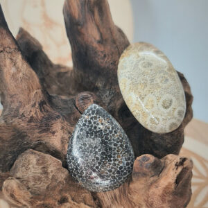 Corail Fossile