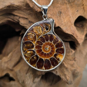 Ammonite